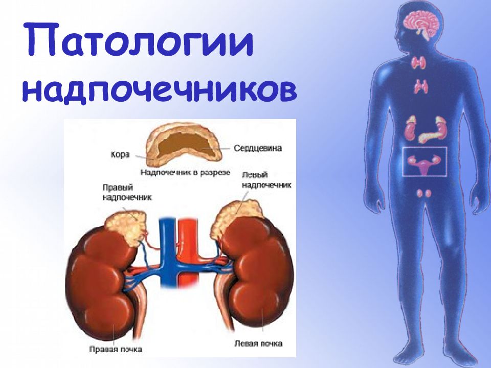 Почки И Надпочечники Расположение У Женщины Фото