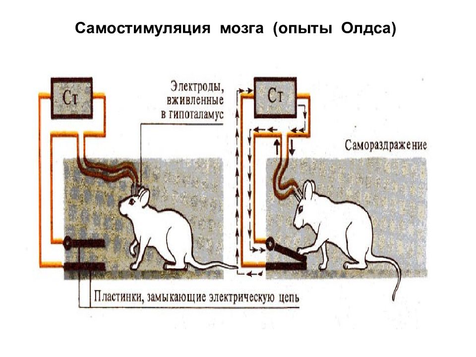 Опыт сцены хх на русском. Опыт Олдса с крысой. Эксперименты над крысами в психологии. Эксперимент Олдса и Милнера. Опыты с самораздражением.