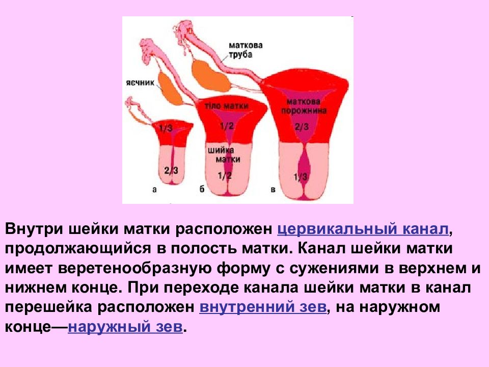 Цервикальный канал у мужчин где находится картинка