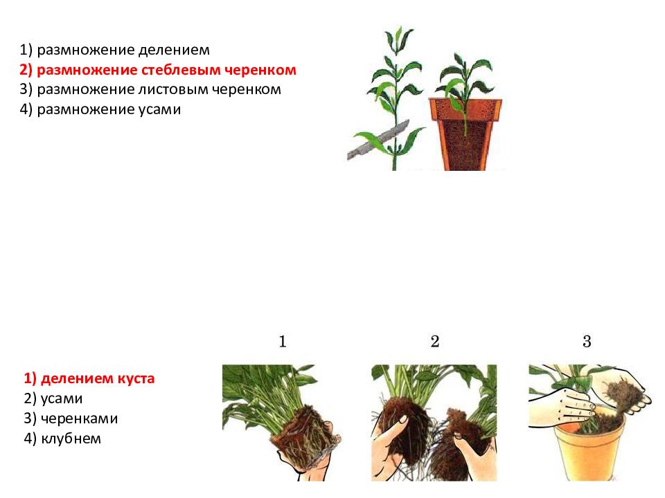 Вегетативное размножение комнатного растения 6 класс. Размножение делением куста рисунок. Размножение растений делением куста. Подземные побеги у растений. Делением куста размножают комнатное растение.