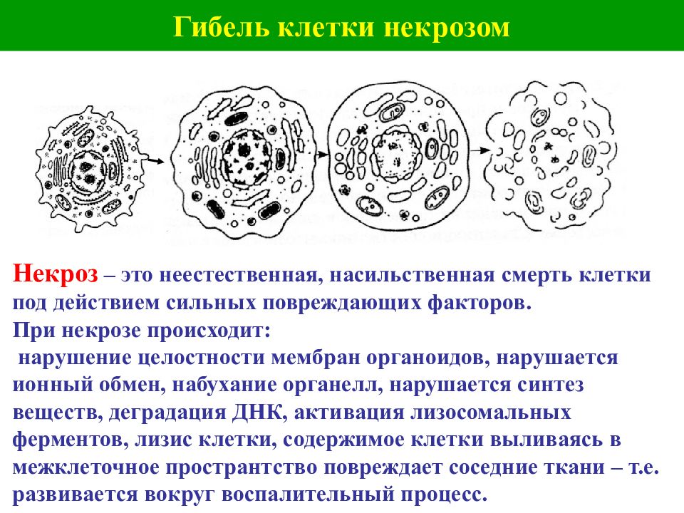 Некроз презентация апоптоз