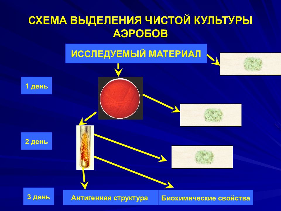 Выделение этапов. Схема выделения чистой культуры аэробных микроорганизмов. Этапы выделения чистой культуры аэробных микробов. Этапы выделения чистой культуры аэробных бактерий. Схема выделения чистой культуры аэробов.