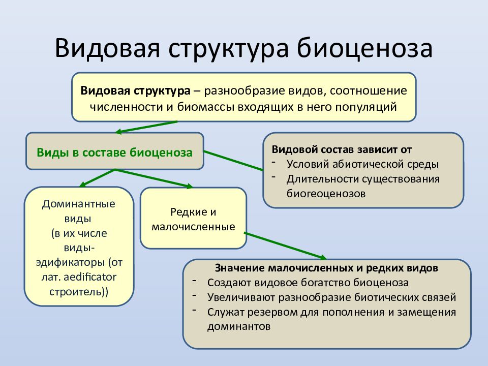 Презентация видовая и пространственная структура