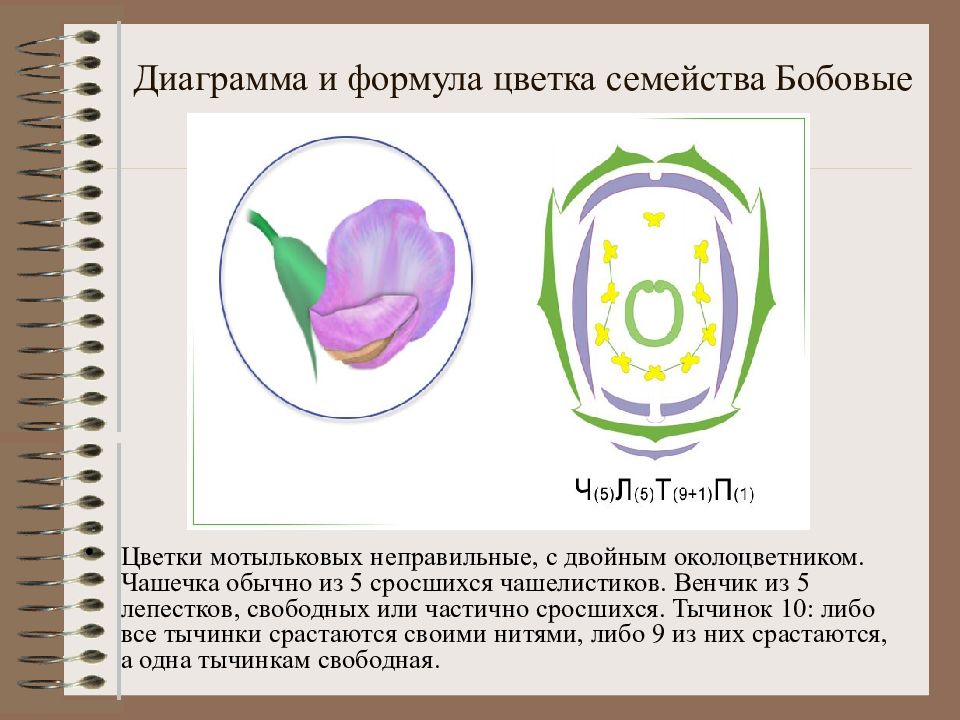 Диаграмма цветка двудольных признаки