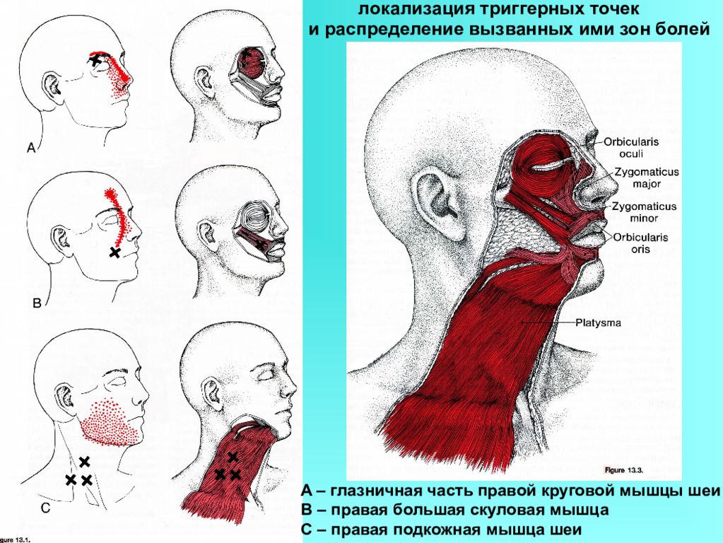 Точки Шеи Фото