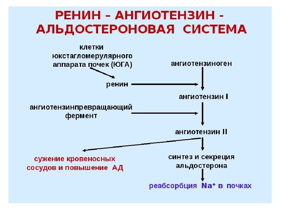 Схема патогенеза артериальной гипертензии с учетом роли ренин ангиотензин альдостероновой системы