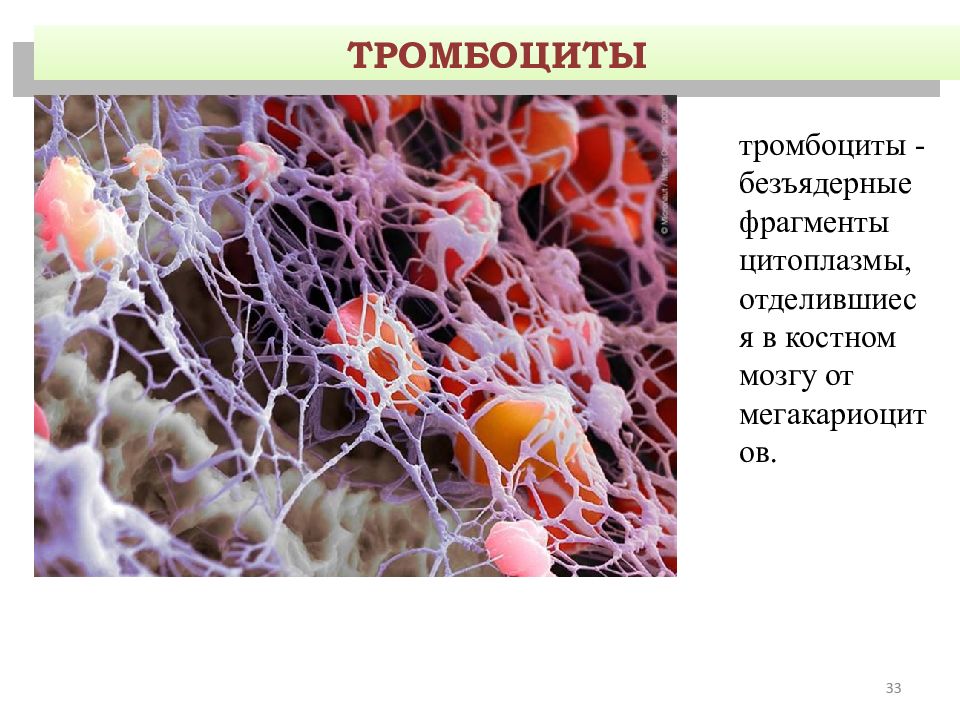 Фрагмент клетки. Тромбоциты безъядерные кровяные пластинки. Тромбоциты ФРАГМЕНТЫ мегакариоцитов. Тромбоциты презентация. Цитоплазма тромбоцитов.