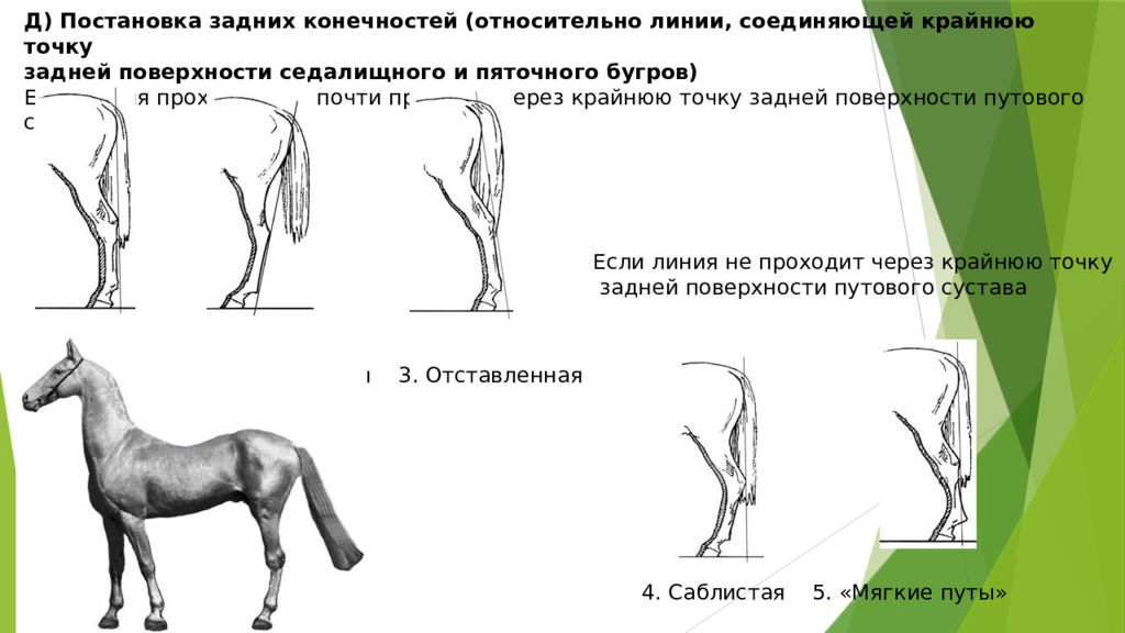 Рассмотрите фотографию лошади породы вестфальская выберите