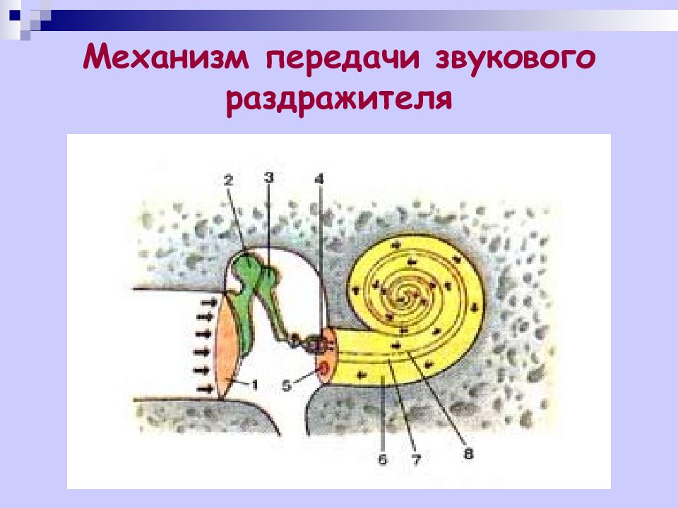 Колебания жидкости в улитке