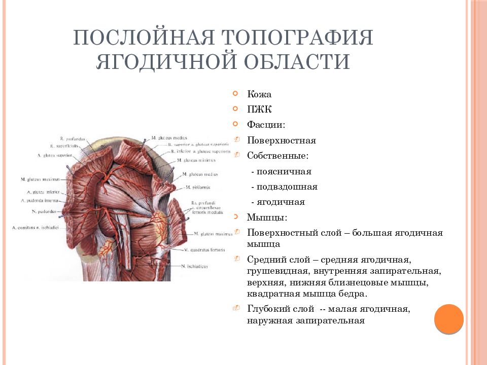 Презентация топографическая анатомия