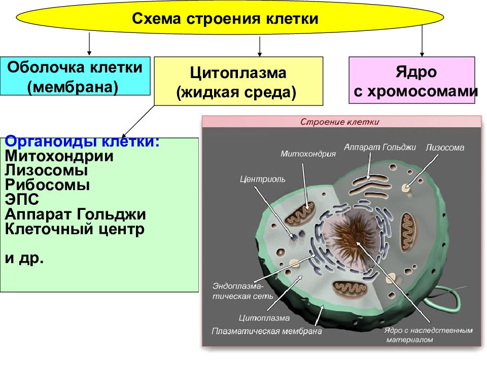 Презентация строение клетки человека