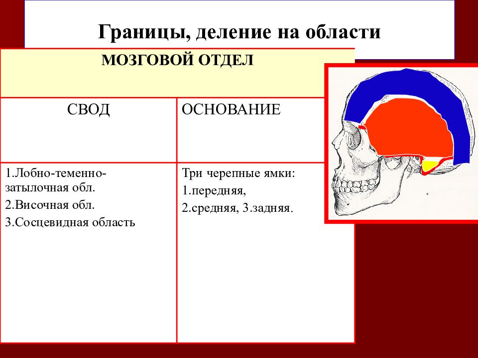 Практическое занятие 1. Области мозгового отдела головы. Границы мозгового отдела головы. Свод мозгового отдела. Свод головы.