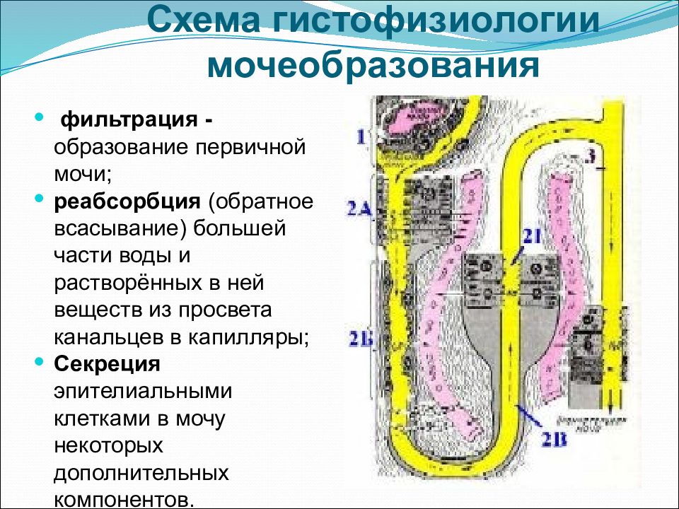 Процесс мочеобразования схема