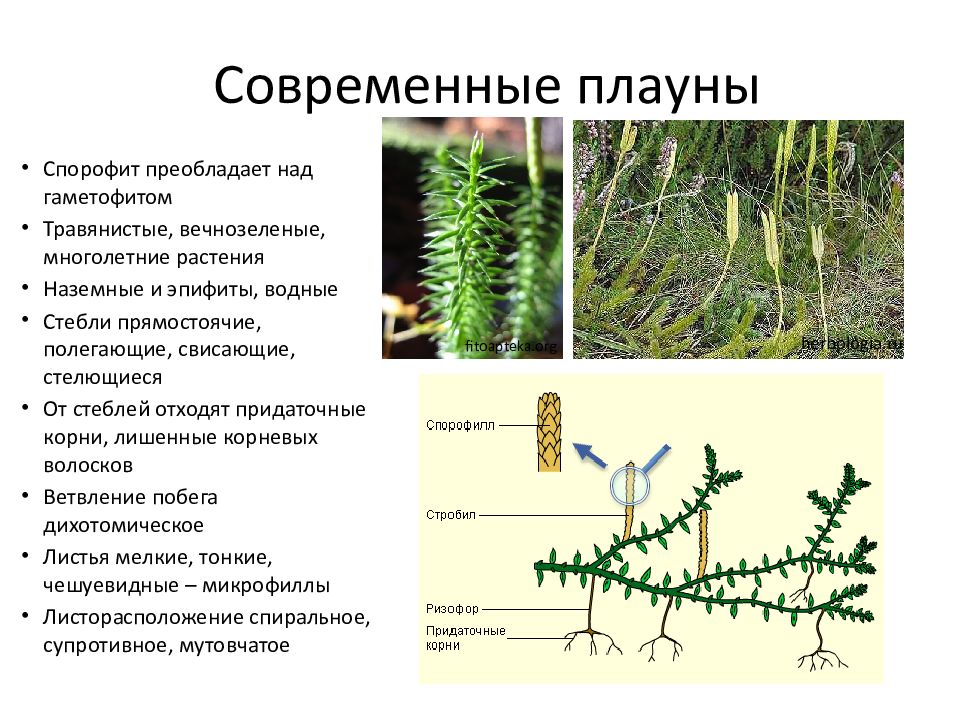 Плауны картинки биология