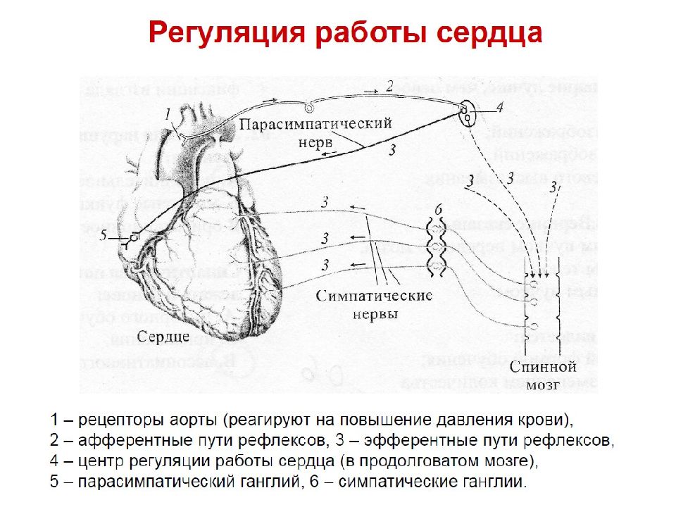 Сердечно сосудистый нервный центр. Нервная регуляция сердца схема. Нервные механизмы регуляции работы сердца. Регуляция сердца физиология. Структурные элементы нервной регуляции работы сердца.