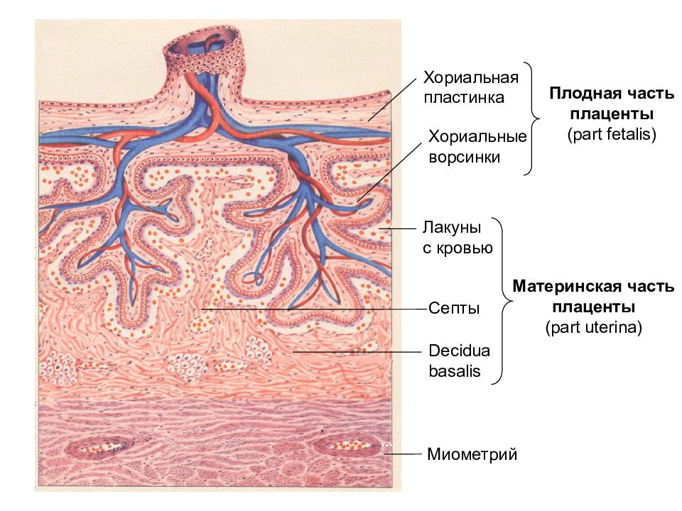 Плацента гистология. Плодная часть плаценты гистология. Строение плаценты гистология. Материнская часть плаценты гистология. Плацента материнская и плодная часть.