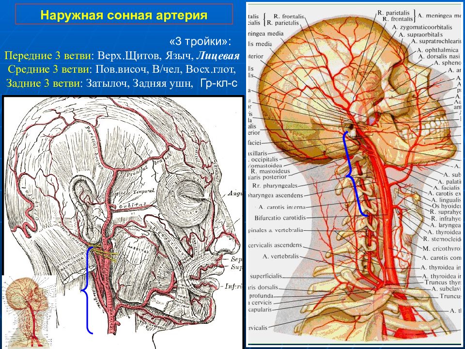 Сонные артерии на лице. Анастомозы артерий головы. Анастомозы наружной сонной артерии. Кровоснабжение головы и шеи. Ветви наружной сонной артерии.