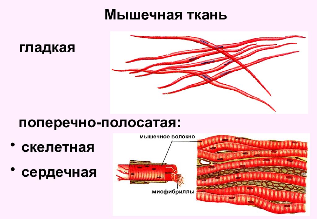 Поперечно полосатые мышцы рисунок