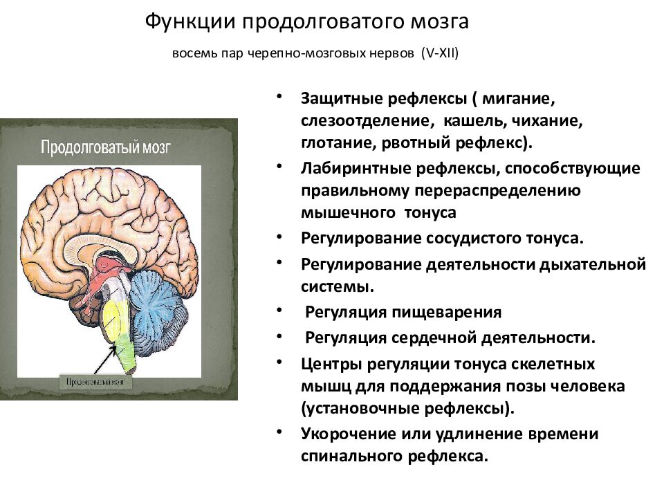 Функции продолговатого мозга восемь пар черепно-мозговых нервов ( V -Х II)