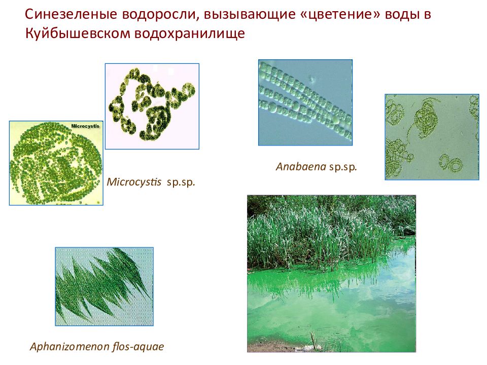 Простейшие вызывают воды. Синезелёные водоросли цианобактерии. Цианобактерии сине-зеленые водоросли. Цианеи сине зеленые водоросли. Синезеленые водоросли микроцистис.