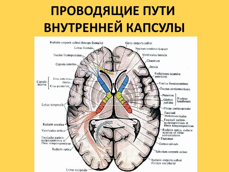 Базальные ядра полушарий головного мозга. Проводящие пути анализаторов внутренней капсулы. Конечный мозг анатомия внутренняя капсула. Ядра конечного мозга анатомия. Проводящие пути во внутренней капсуле конечного мозга.