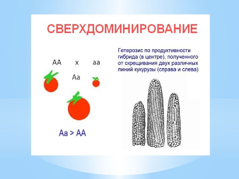 Общая схема селекции гетерозисных гибридов