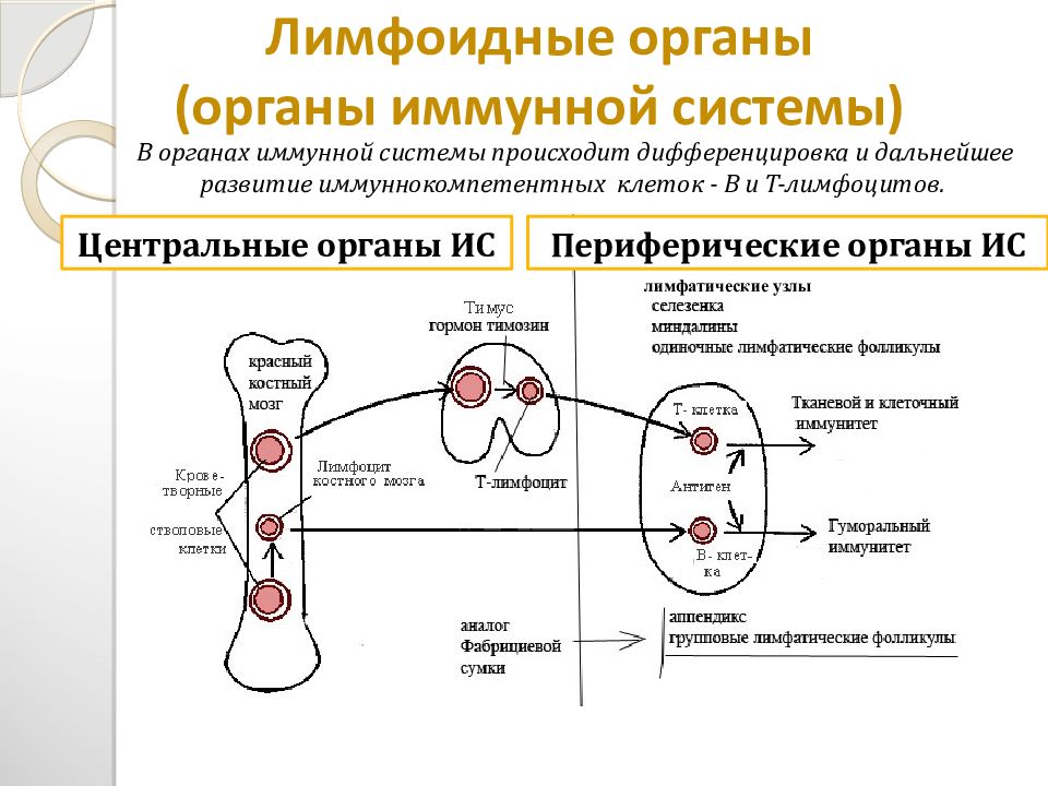 Иммунная карта нейро анализ