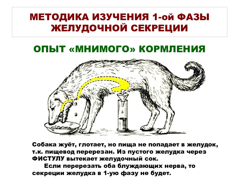 4 нарисуйте кривые желудочной секреции при употреблении основных продуктов мяса хлеба и молока