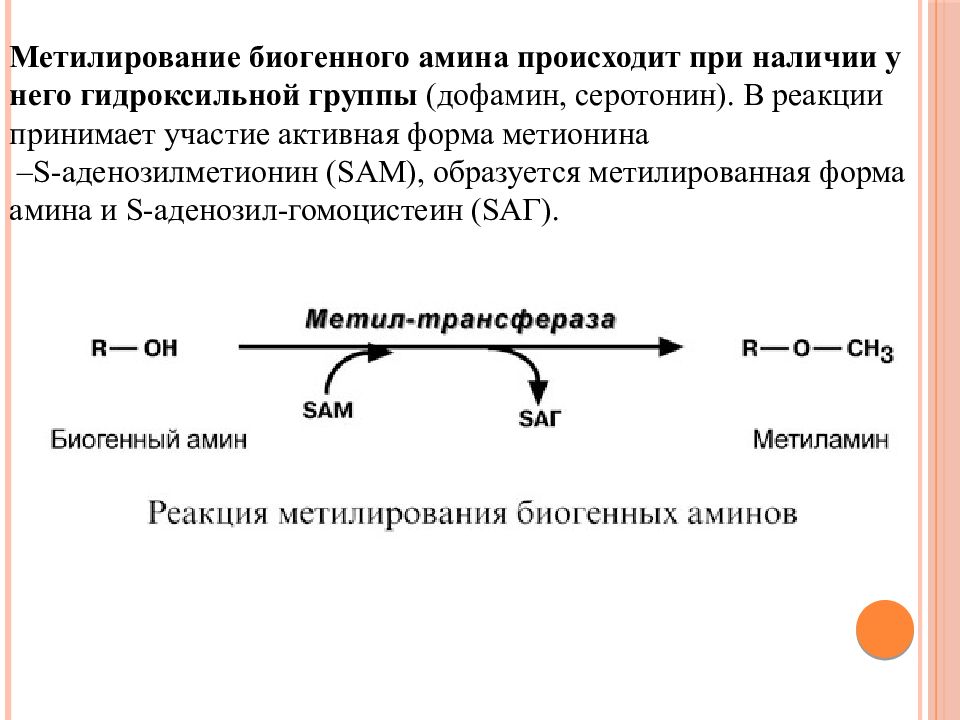 Биогенные амины это. Реакция метилирования аминокислоты. Инактивация биогенных Аминов. Метилирование биогенных Аминов. Метилирование белка реакция.