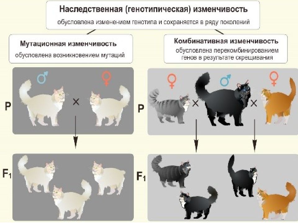 Изменчивость и наследственность фото