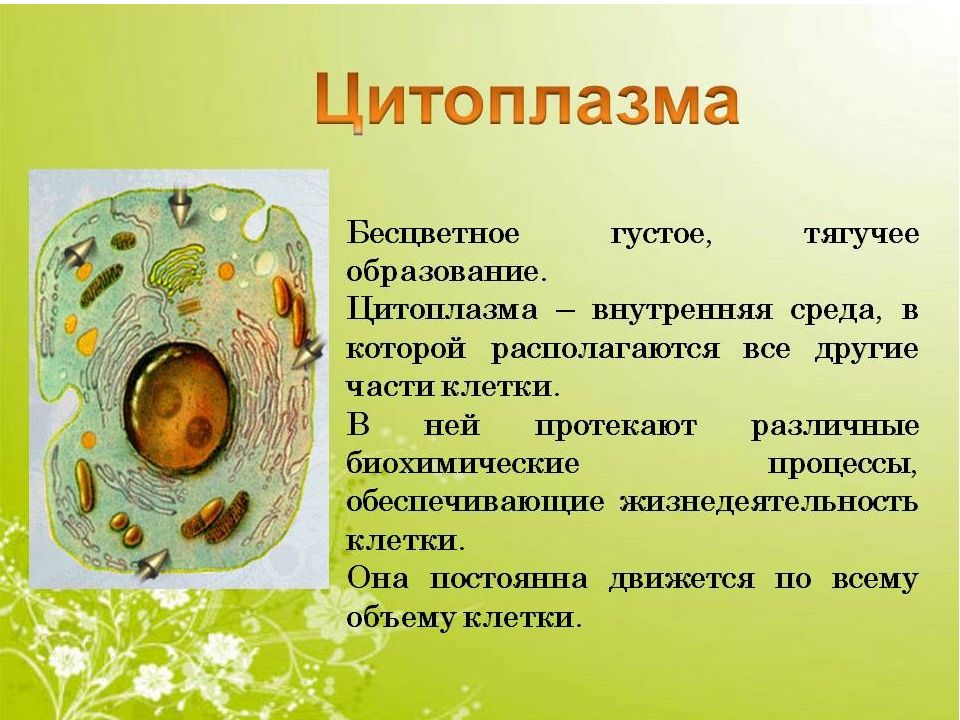 Цитоплазма рисунок строение