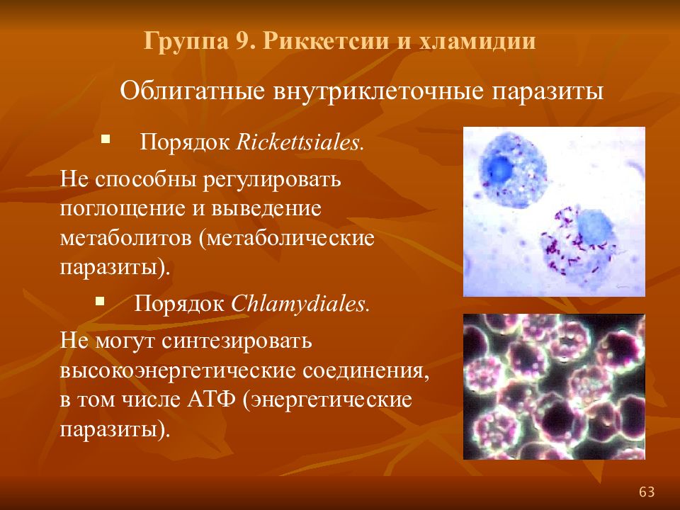 Внутриклеточные паразиты. Хламидии облигатные внутриклеточные паразиты. Риккетсии хламидии микоплазмы микробиология. Строение риккетсий и хламидий. Rickettsia prowazekii микробиология.