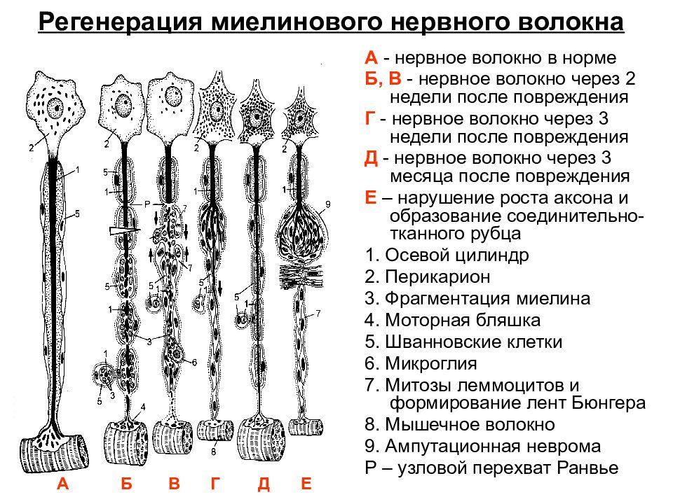 Регенерация нервной ткани презентация