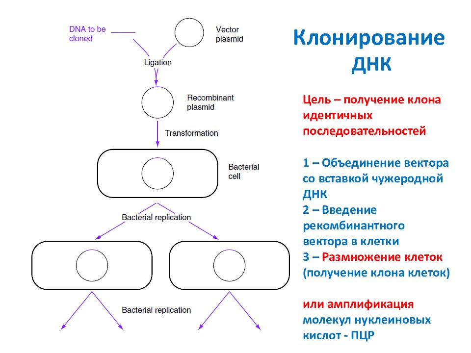 Вставка генов в плазмиду