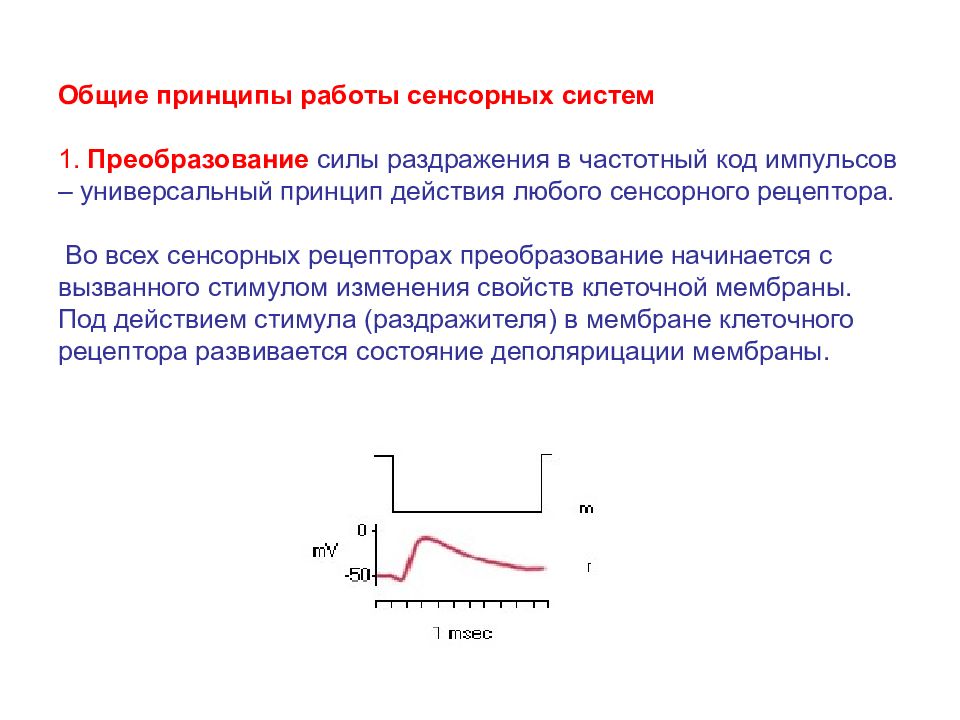 Общий принцип работы. Общие принципы работы сенсорных систем. Общин принципы работы сенсорных систем. Принцип частотного кода. Функция сенсорных рецепторов - преобразование раздражителей в.