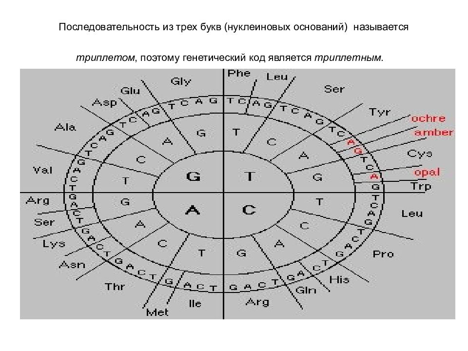 Структура последовательности