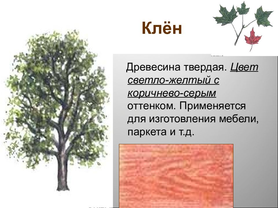 Клен какая древесина. Клен какая древесина. Клен описание древесины. Клён описание дерева для гербария. Клен характеристика дерева.