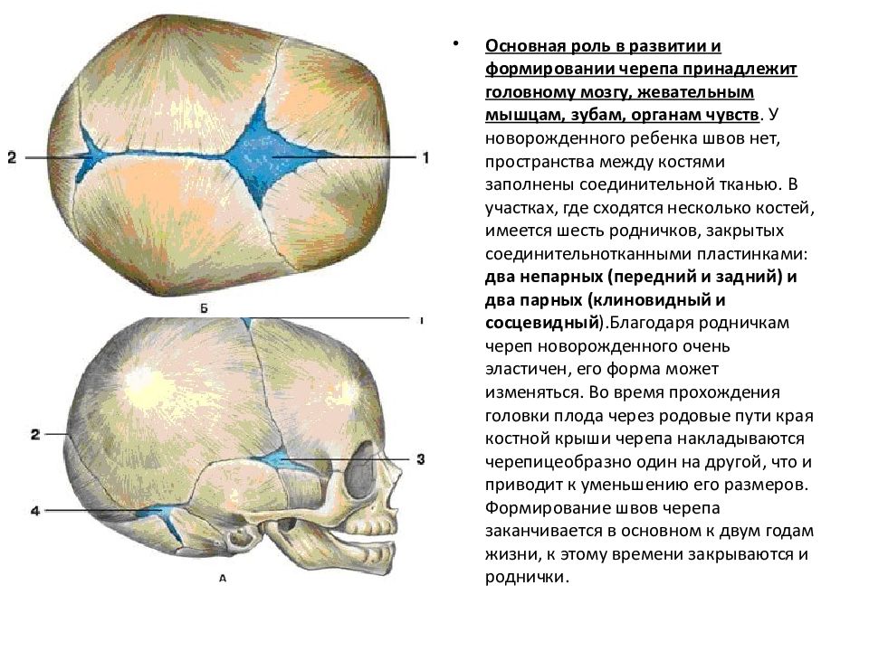 Швы и роднички. Сосцевидный шов черепа. Кости и швы черепа новорожденного. Швы между костями свода черепа.