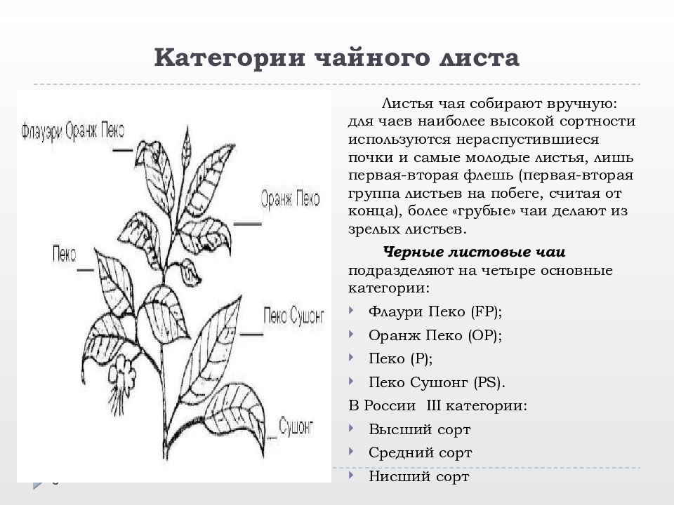 Категории листьев. Листья psd. Листовые формации. Классификация чайных листьев. Категории листьев.