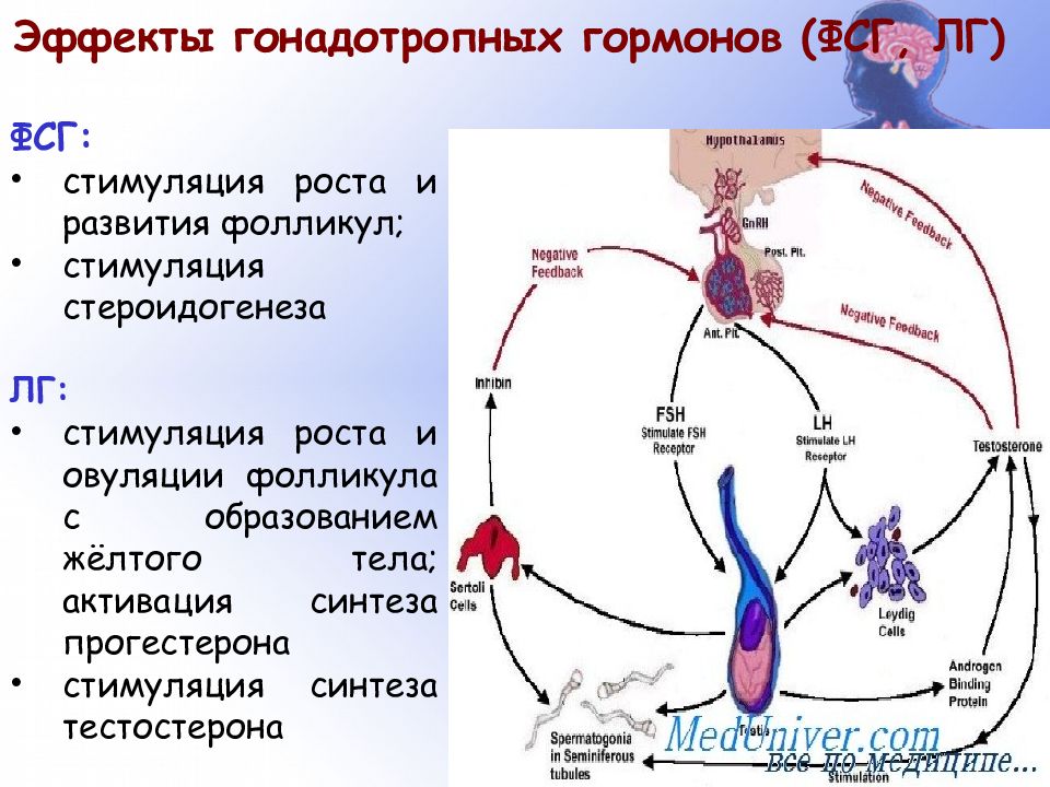 Гонадотропные гормоны. Регуляция гонадотропных гормонов. Гонадотропные гормоны гипофиза. Механизм действия гонадотропных гормонов. Схема действия гонадотропных гормонов.