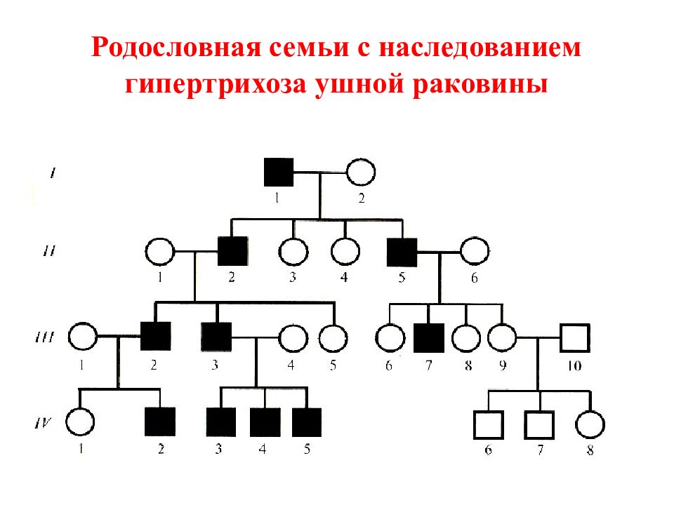 Как составить родословную семьи образец по генетике