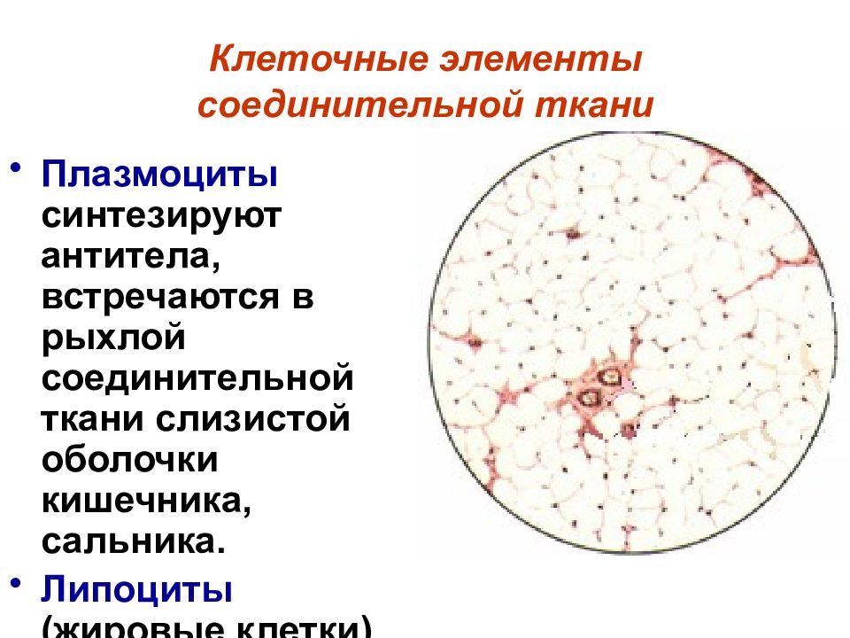 Слизистая ткань находится в. Межклеточное вещество соединительной ткани. Липоцит препарат. Плазмоциты. К синтезирующим антитела относят.