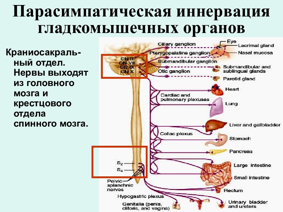 Схема парасимпатической иннервации органа физиология