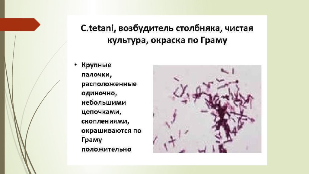 Столбняк возбудитель. Возбудитель столбняка окраска по Граму. Морфология клостридий столбняка. Возбудитель столбняка микробиология. Столбняк окраска по Граму.