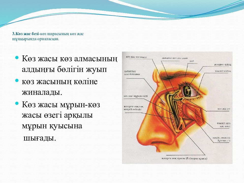 Мойыл көз текст. Көздің құрылысы Постер биология. Көз транскрипция.