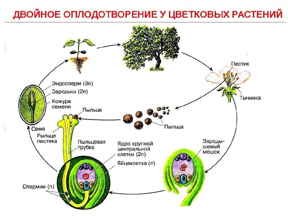 Покрытосеменные диплоидные. Размножение покрытосеменных схема. Размножение покрытосеменных растений. Цикл развития покрытосеменных растений. Жизненный цикл цветковых растений.