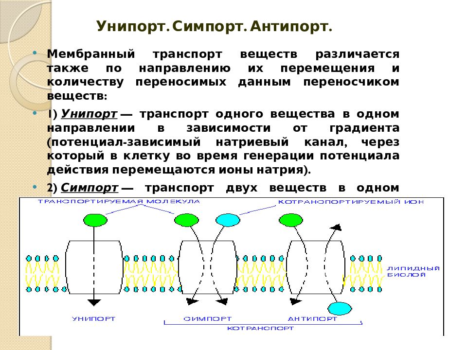 Унипорт симпорт антипорт. Симпорт антипорт физиология. Симпорт Глюкозы. Пассивный симпорт и антипорт биохимия.