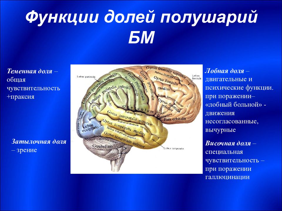 Зона затылочной доли мозга. Функции теменной доли головного мозга.