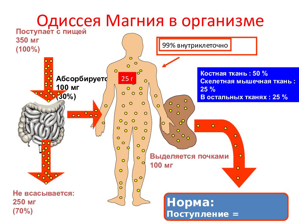 Как магний влияет на организм