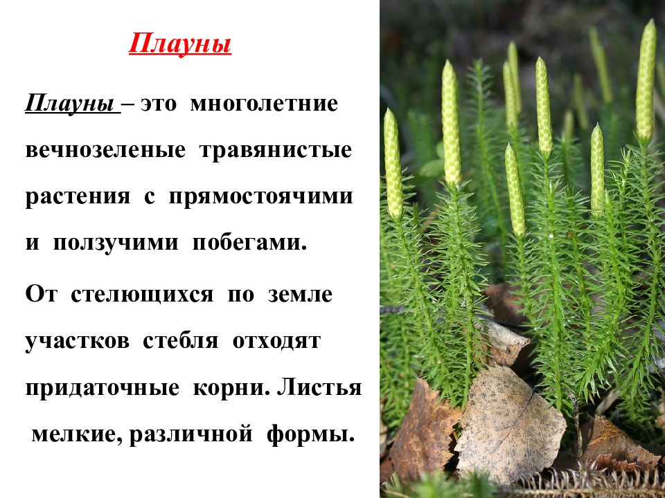 Значение плаунов в природе кратко. Плауны листья и корни. Строение плауна. Плаун растение строение. Плауны биология 7 класс.